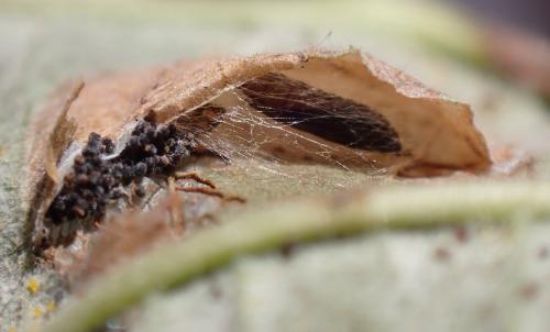 Phyllonorycter nicellii
